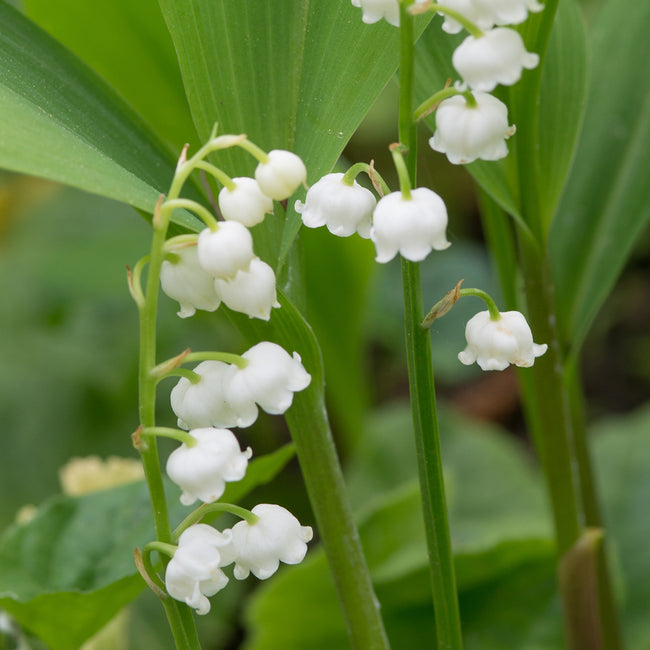 White lily of the valley convallaria flowers of the bell-shaped variety with green leaves on a blurred natural background