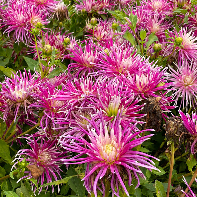 Close-up of vibrant pink hollyhill spider woman dahlia flowers with green leaves