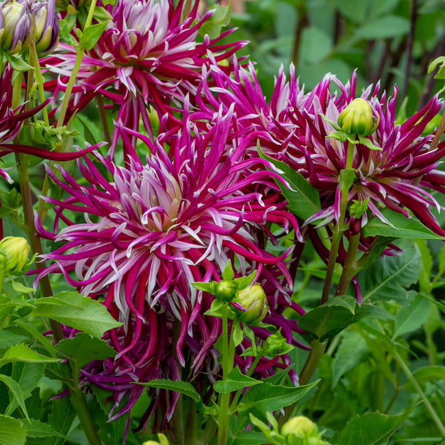 Close-up of vibrant pink hollyhill spider woman dahlia flowers with green leaves in a garden