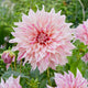 Close-up of a pink Café au Lait Twist dahlia flower with green leaves in the background