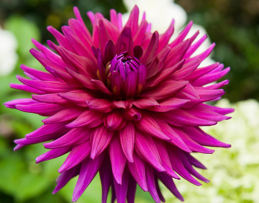 Close-up of a vibrant pink ambition dahlia flower with a blurred green background