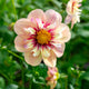 Close-up of a rhubarb and custard dahlia flower with a yellow center against a green background