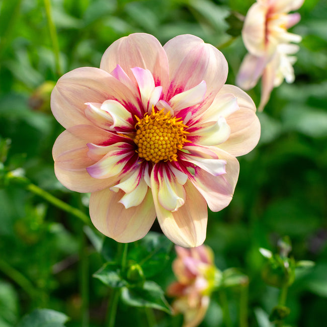 Close-up of a rhubarb and custard dahlia flower with a yellow center against a green background