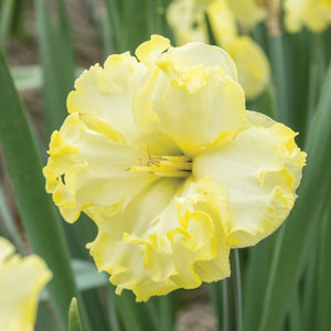 A close-up image of a yellow double bloom flower 'Sunny Side up
