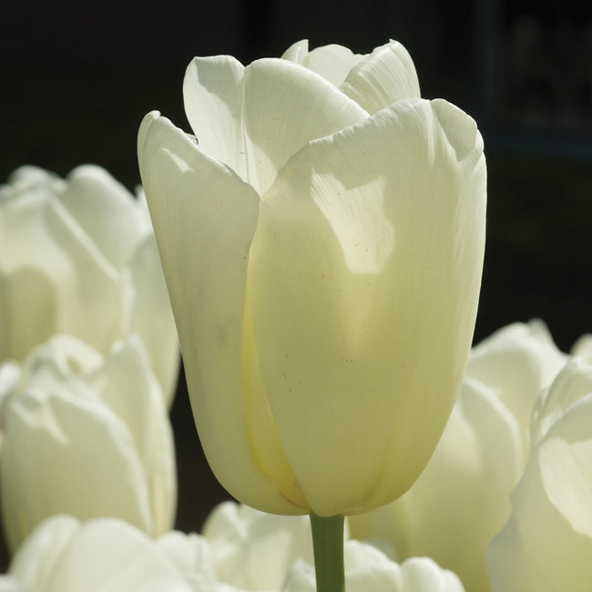A close-up image of a white "city of Vancouver" tulip with a blurred background, part of a larger group of tulips.