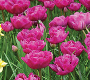 A group of vibrant purple, 'backpacker'  tulips in full bloom.