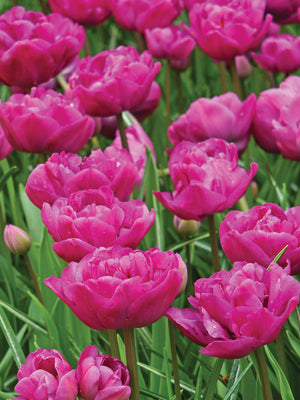 A group of vibrant purple, 'backpacker'  tulips in full bloom.