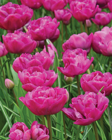 A group of vibrant purple, 'backpacker'  tulips in full bloom.