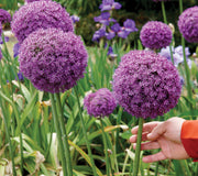 A person's hand touching a purple Allium 'Gladiator' flower with more flowers in the background.