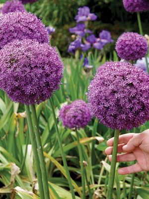 A person's hand touching a purple Allium 'Gladiator' flower with more flowers in the background.