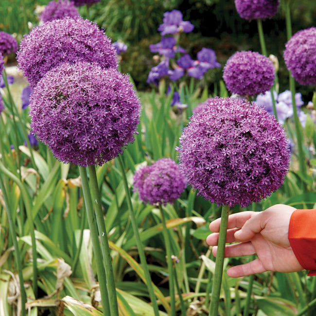 A person's hand touching a purple Allium 'Gladiator' flower with more flowers in the background.