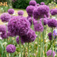 Purple Allium 'Gladiator' flowers with more flowers in the background in a garden setting.