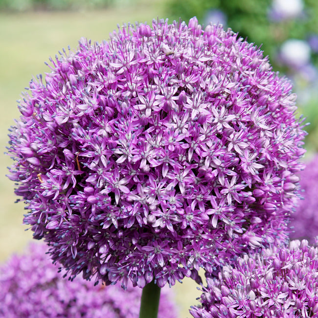 Close up view of a Allium 'Gladiator' flower showing casing the details.