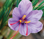 SAFFRON-CROCUS