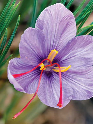 SAFFRON-CROCUS