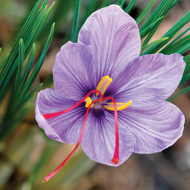 SAFFRON-CROCUS