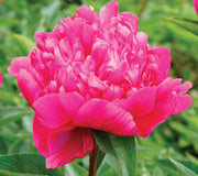A close-up image of a big ben red peony flower with a blurred green background.