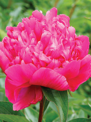 A close-up image of a big ben red peony flower with a blurred green background.