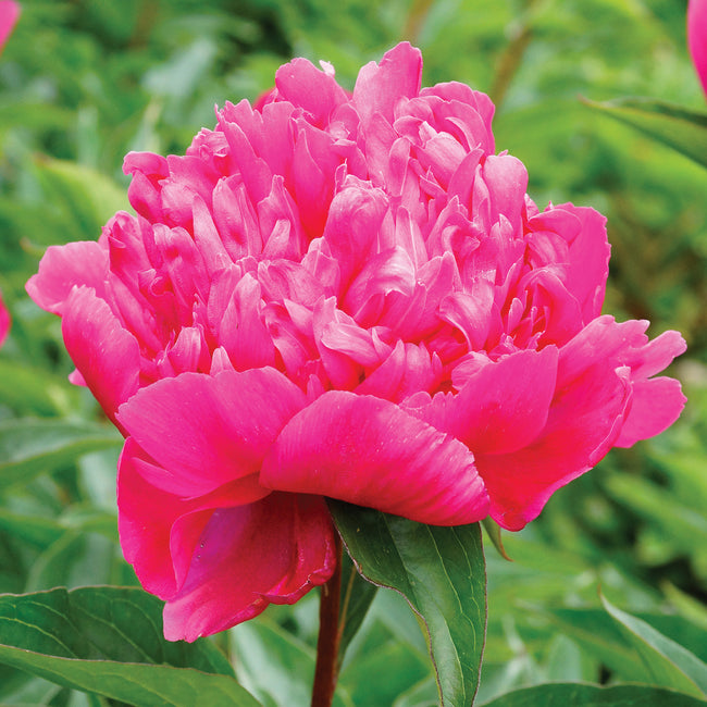 A close-up image of a big ben red peony flower with a blurred green background.