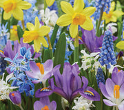 A vibrant array of spring flowers including yellow daffodils, purple iris, bluebell flowers, and white crocuses, growing in a garden. Part of the spring flowers oasis blend.