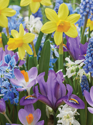 A vibrant array of spring flowers including yellow daffodils, purple iris, bluebell flowers, and white crocuses, growing in a garden. Part of the spring flowers oasis blend.