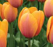 BLUSHING IMPRESSIONS TULIP