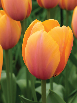 BLUSHING IMPRESSIONS TULIP