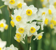 A cluster of white Fragrant Tazetta Minnow daffodils with yellow centers, showcasing their fragrant flowers in full bloom.