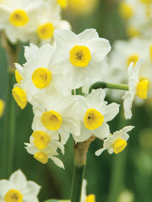 A cluster of white Fragrant Tazetta Minnow daffodils with yellow centers, showcasing their fragrant flowers in full bloom.