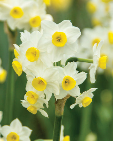 A cluster of white Fragrant Tazetta Minnow daffodils with yellow centers, showcasing their fragrant flowers in full bloom.