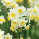 A cluster of white Fragrant Tazetta Minnow daffodils with yellow centers, showcasing their fragrant flowers in full bloom.