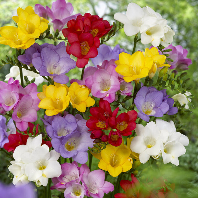 MIXED SINGLE-FREESIA