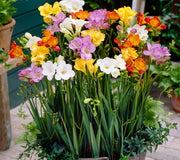 MIXED SINGLE-FREESIA