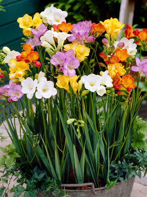 MIXED SINGLE-FREESIA