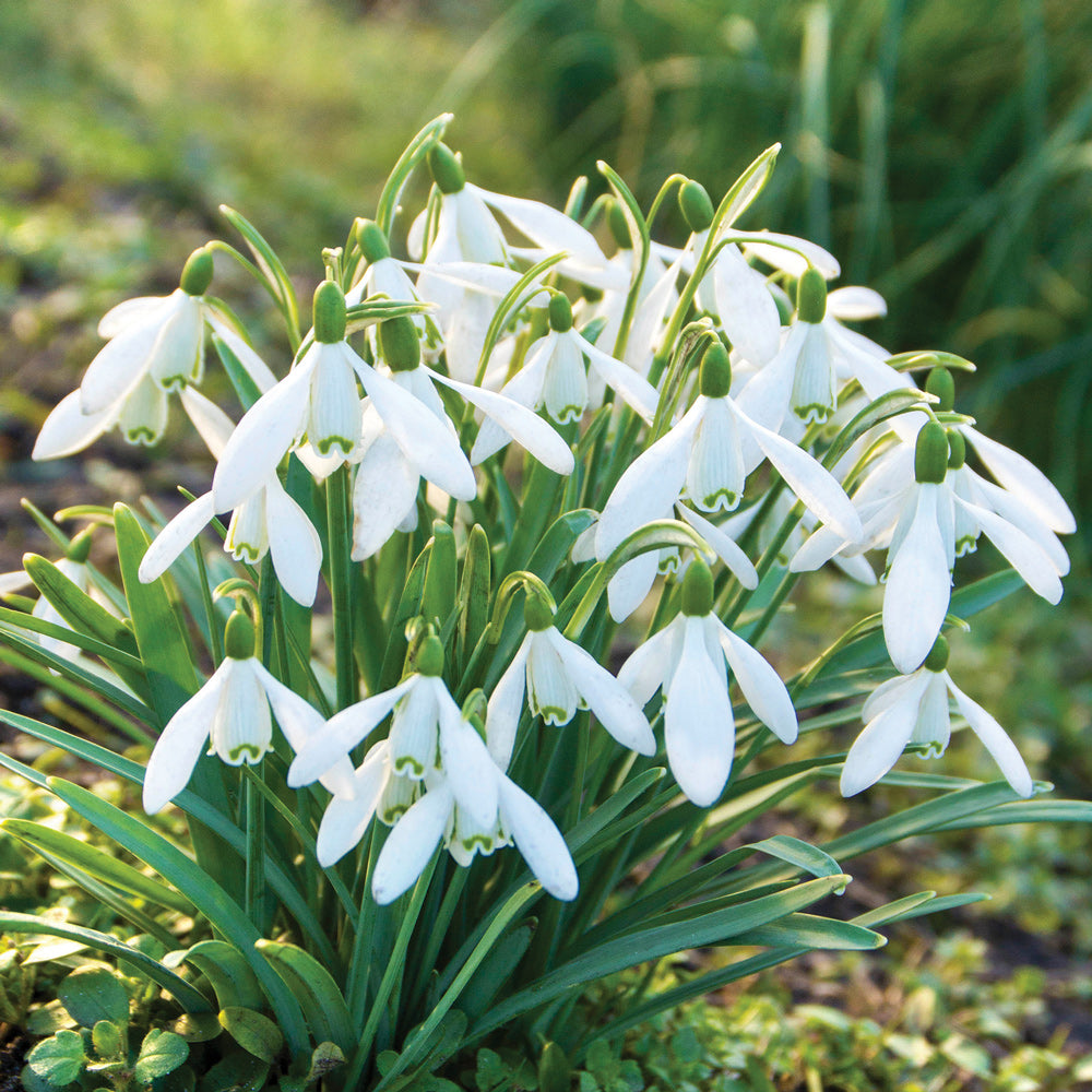 snow drop flower seeds Snowdrop Nivalis Bulbs 20 Bulbs