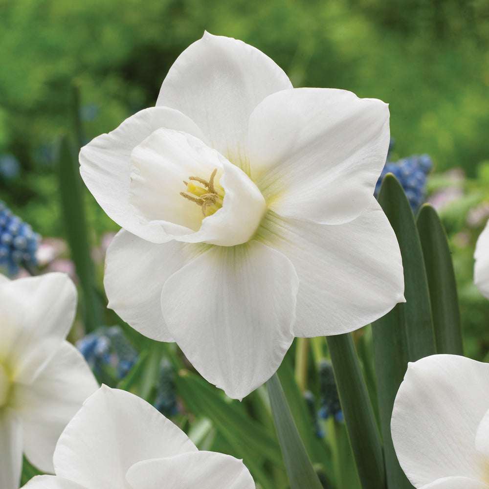 Snowboard Daffodil Bulbs