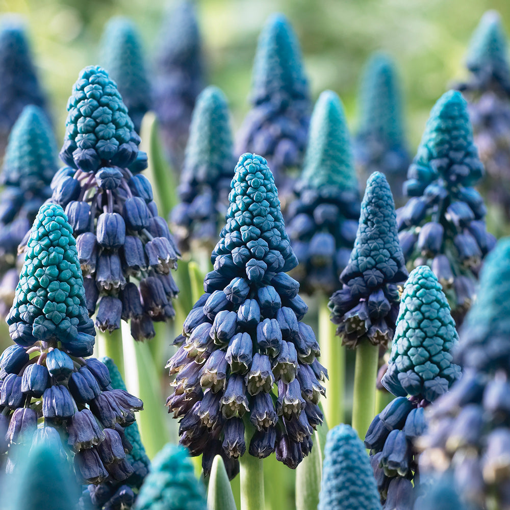 Territorial Seed Company Muscari Paradoxum Grape Hyacinth