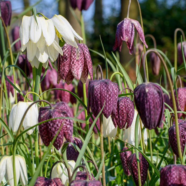 Purple and white meleagris flowers in a garden setting