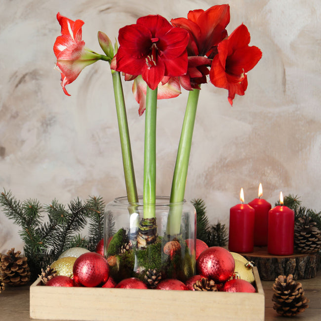 GLITTER WAX AMARYLLIS-AMARYLLIS