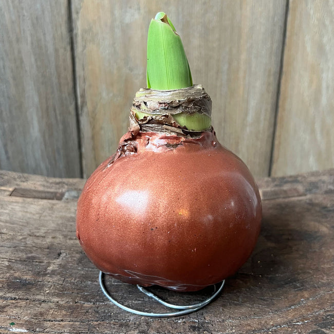 SHINY WAX AMARYLLIS-AMARYLLIS