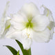 Close-up of Glitter Wax Amaryllis showing white ruffled flowers with a green throat on a white background