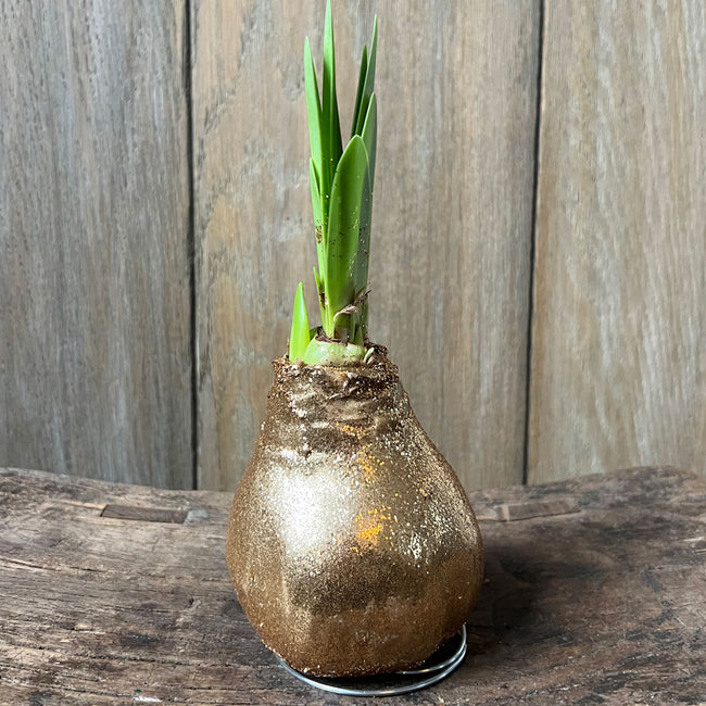 Front view of Glitter Wax amaryllis bulb with gold wax coating, green shoots, and metal stand on wooden surface