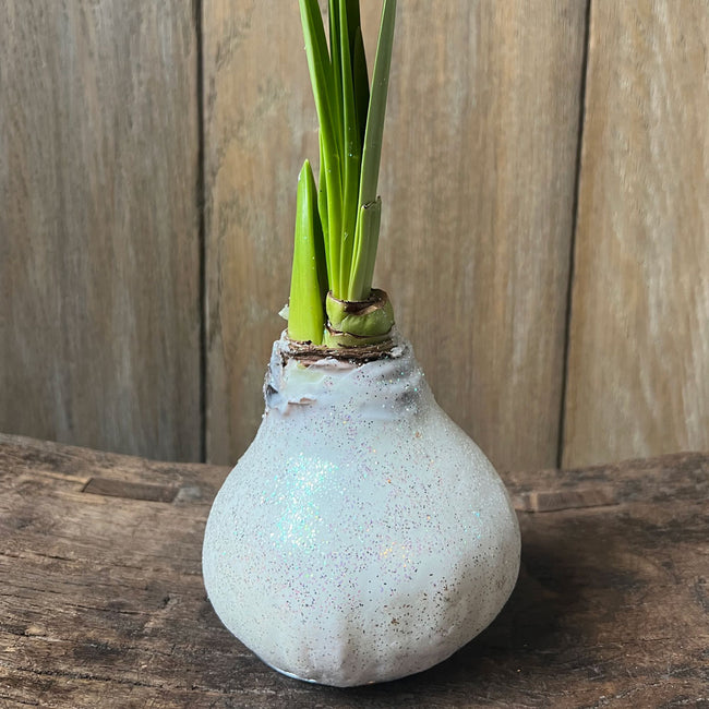 Front view of white glitter-wax amaryllis bulb with green shoot on white background
