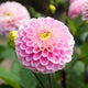Close-up of a pink wizard of oz dahlia flower with a blurred background