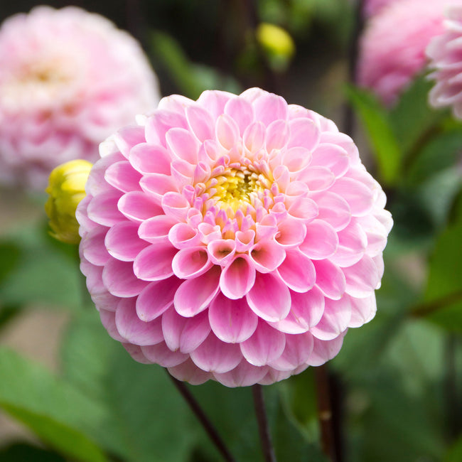 Close-up of a pink wizard of oz dahlia flower with a blurred background