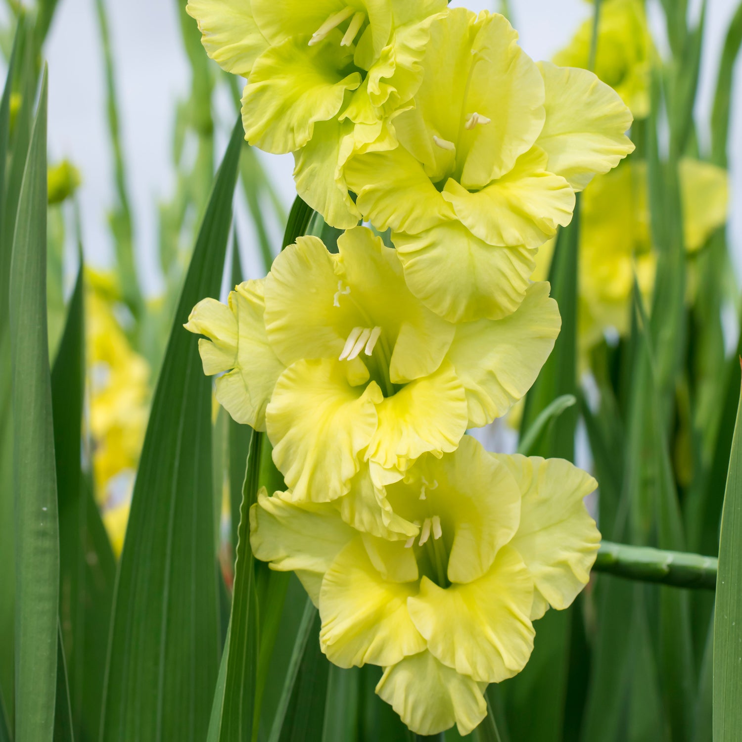 Green Star Gladiola | BULB / 8 bulbs SOLD OUT | Territorial Seed