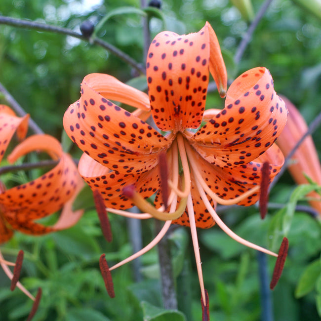 SPLENDENS ORANGE TIGER