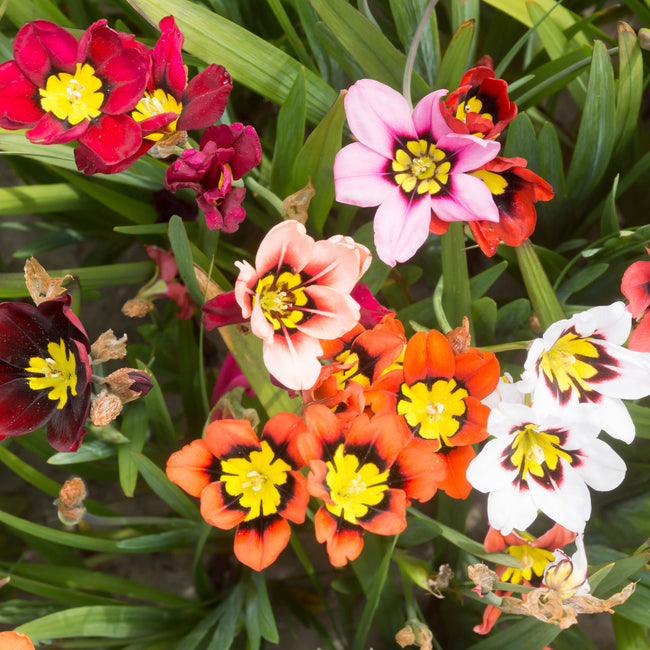Colorful sparaxis flowers with yellow centers on a green leafy background