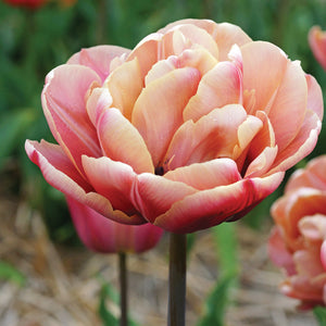 Close-up of a pink LA BELLE EPOQUE tulip with a blurred green background