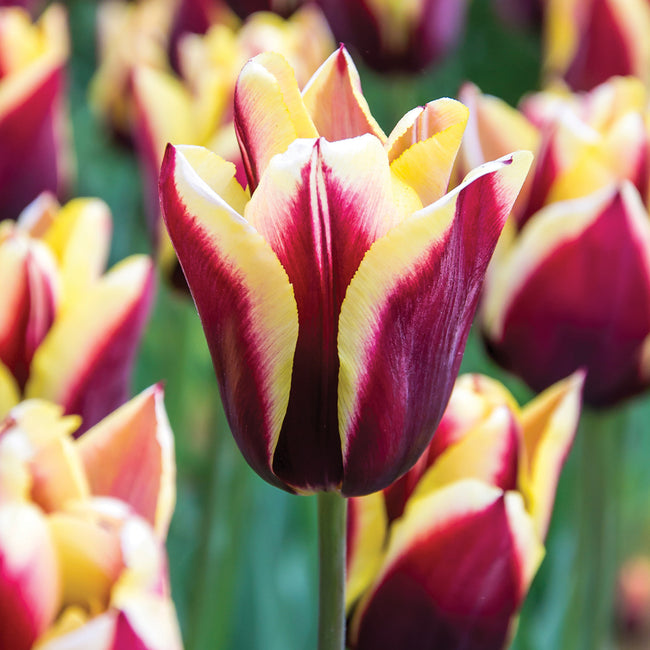 Close-up of a red and yellow gavota tulip with blurred background